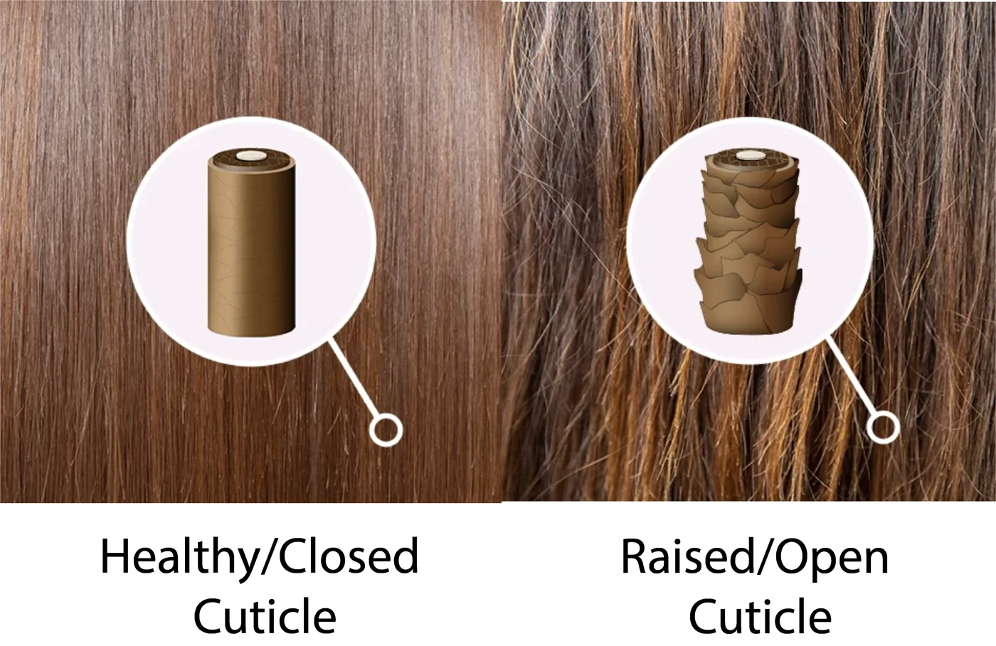 Diagram comparing a healthy closed hair cuticle to a raised open cuticle